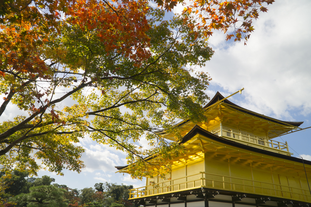 金閣寺と紅葉