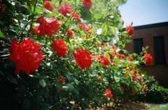 lomography: Red Roses