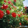 lomography: Red Roses