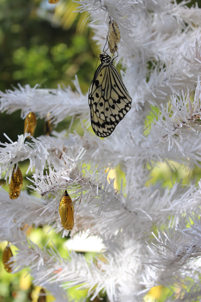 黄金さなぎのクリスマスツリー