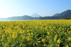 池田湖と菜の花