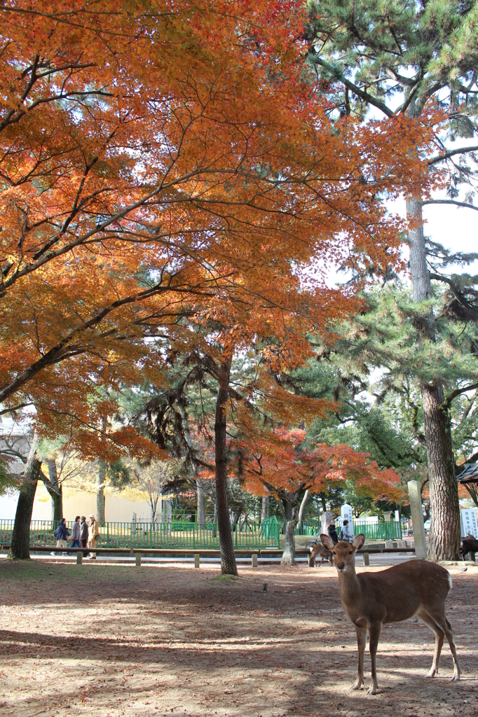 奈良公園