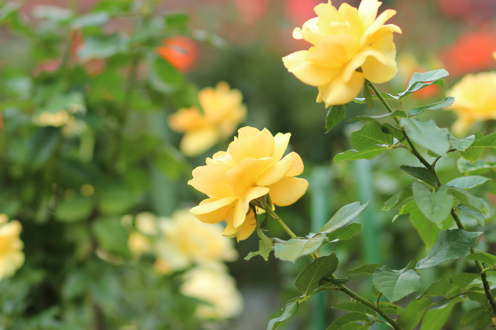 yellow