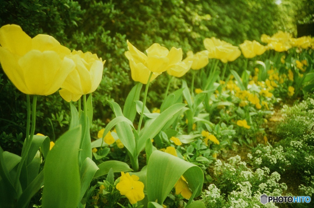 Lomography : Tulips