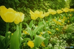 Lomography : Tulips