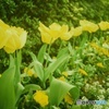 Lomography : Tulips