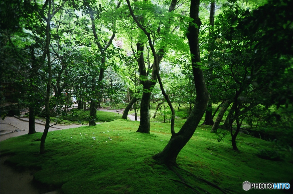 新緑と苔 / 銀閣寺