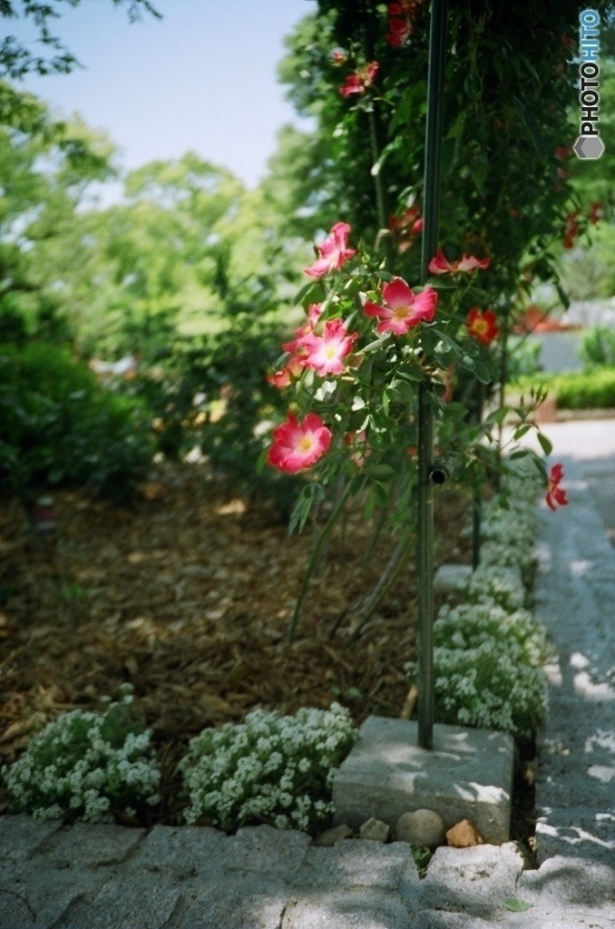 lomography: Roses