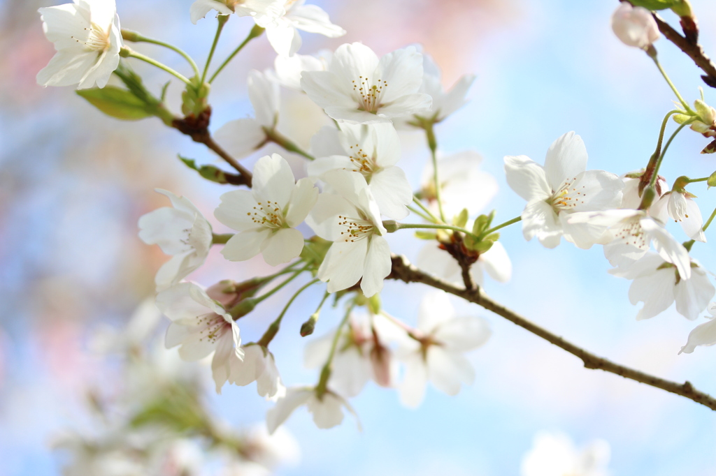 ふんわり桜