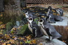 フンボルトペンギン秋バージョン