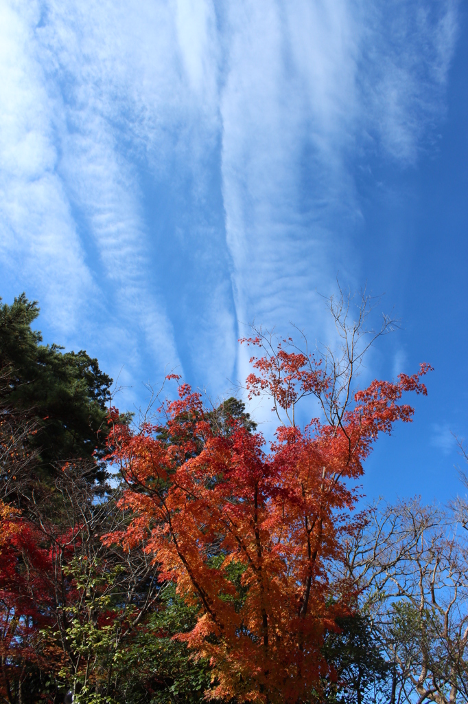 秋雲