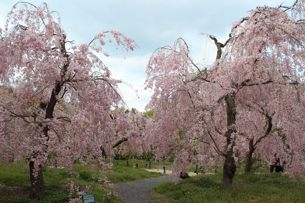 しだれ桜ロードへようこそ！