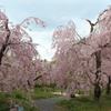 しだれ桜ロードへようこそ！