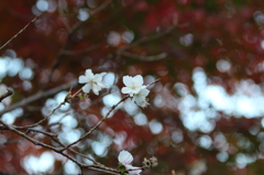 十月桜