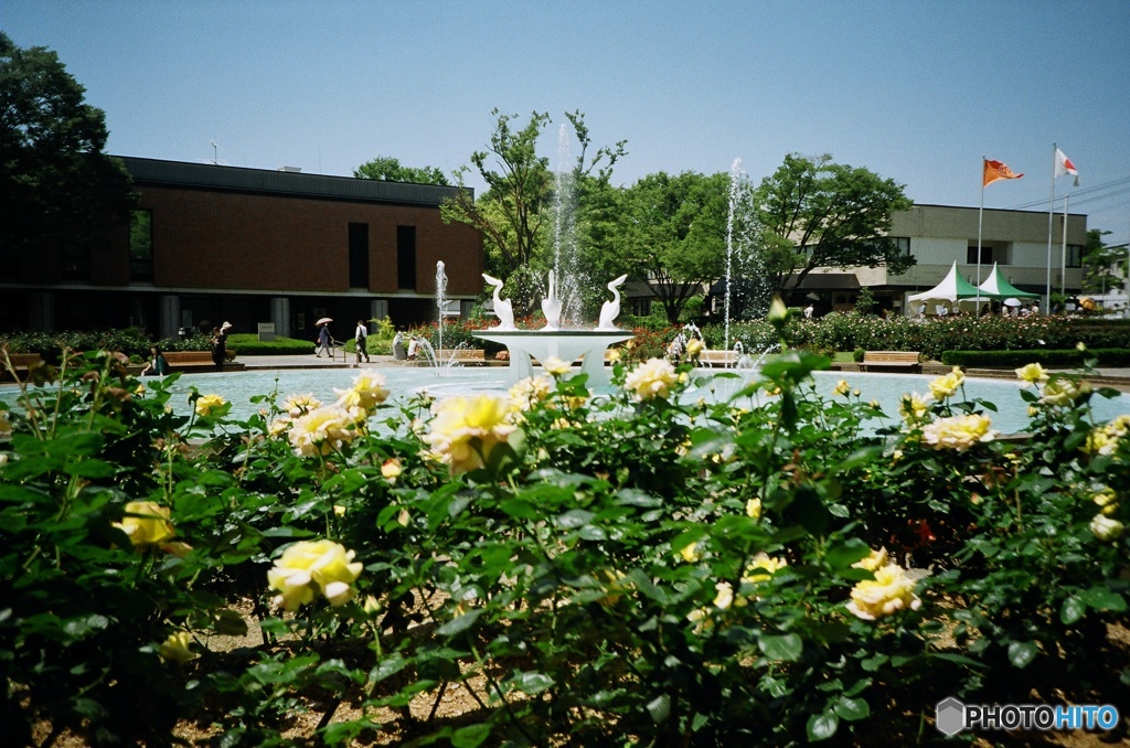 lomography: Yellow roses