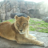 ライオン