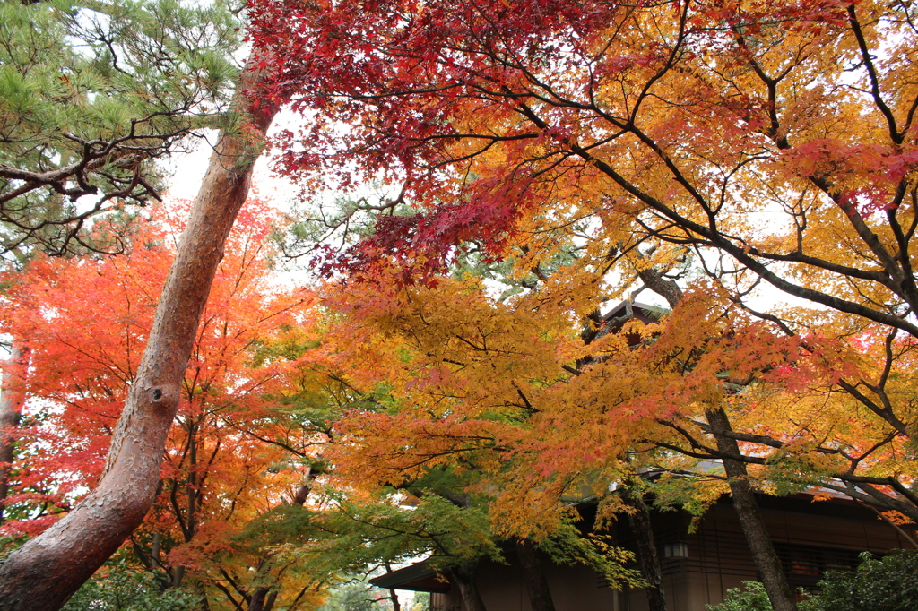 白川院