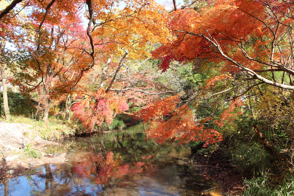 金鱗湖の紅葉