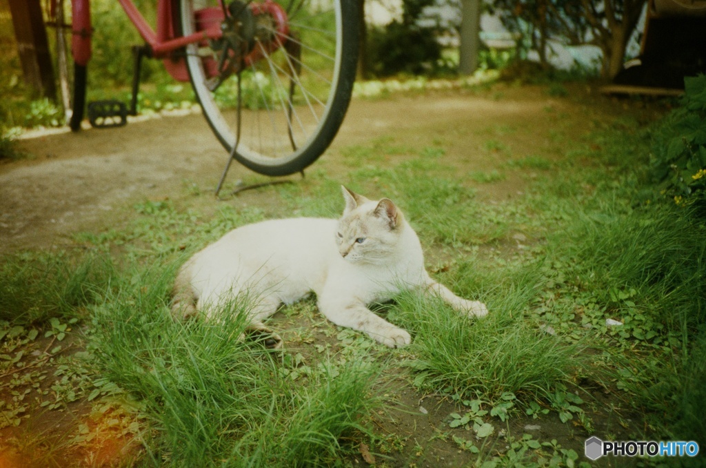 Lomography : cat