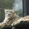 ユキヒョウ