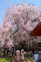 桜トンネル