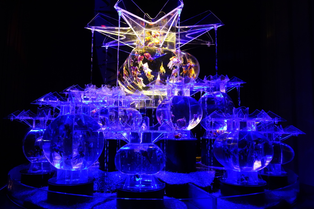 アートアクアリウム展 2013