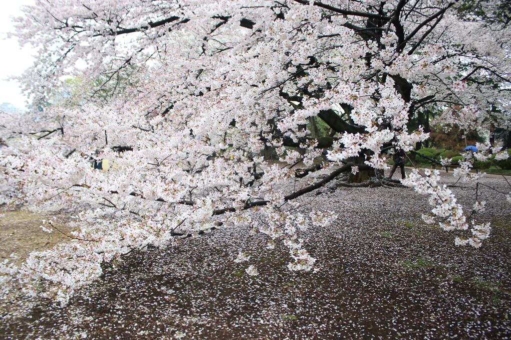 雨でもお花見