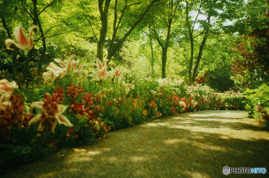 Lomography : flowers