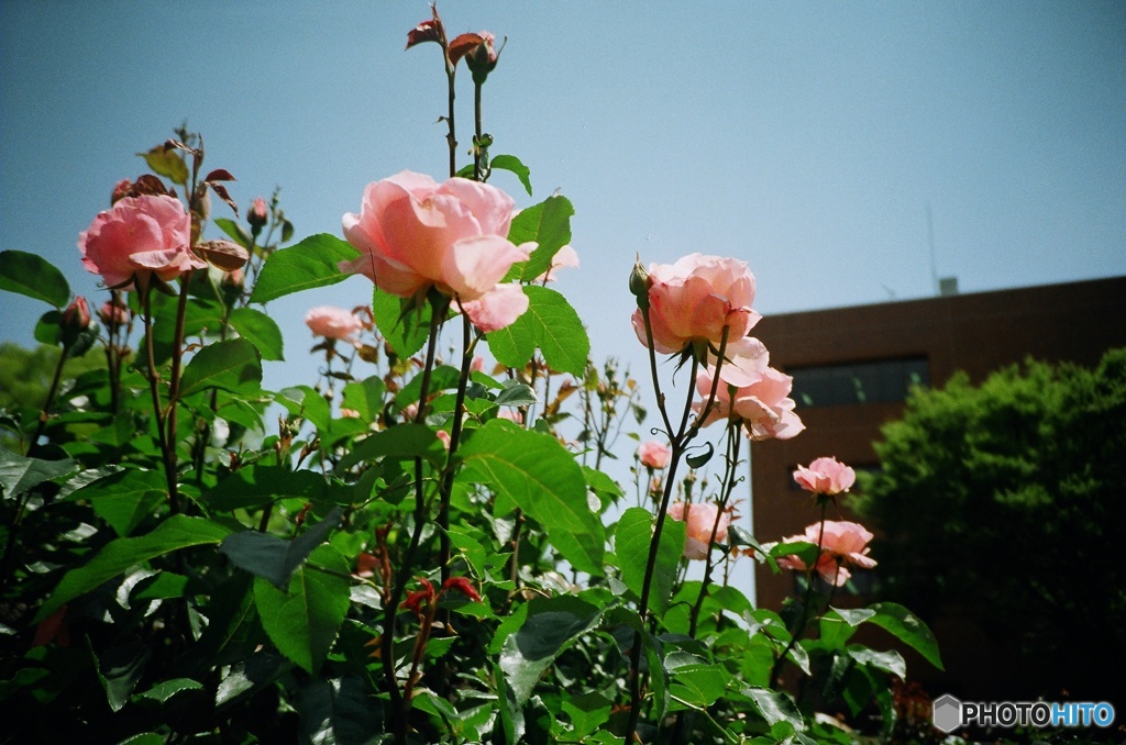 lomography: Pink Roses