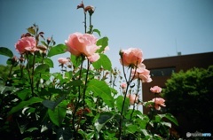 lomography: Pink Roses