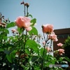 lomography: Pink Roses
