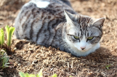 野良猫スナップ