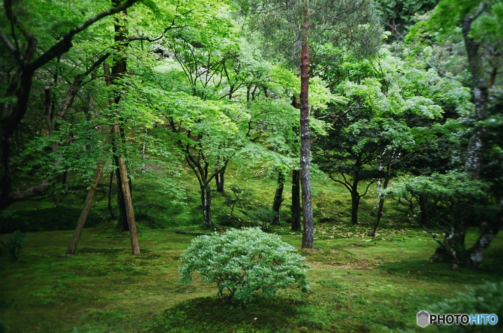 新緑 / 銀閣寺