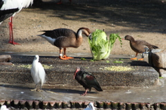 丸ごと食べます