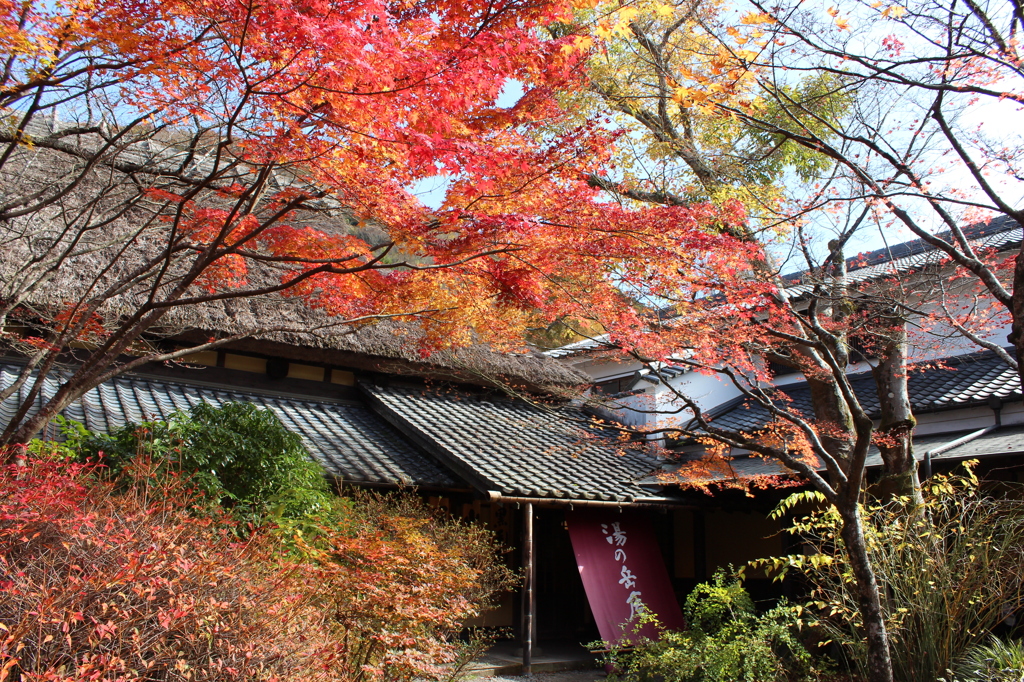 金鱗湖の紅葉