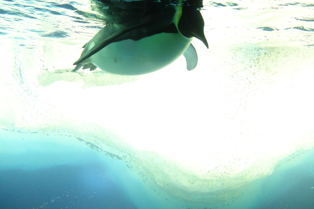 ぷかぷかペンギン