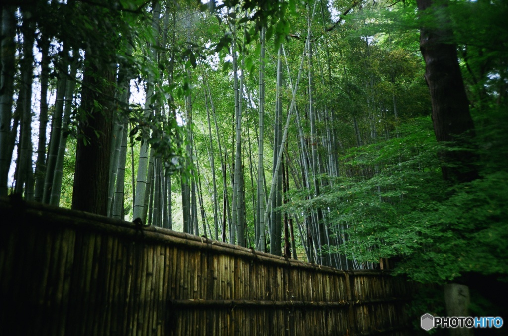 竹林 / 銀閣寺