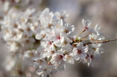 桜の階段