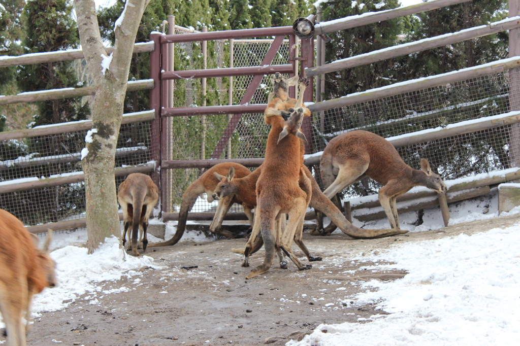 カンガルーボクシング