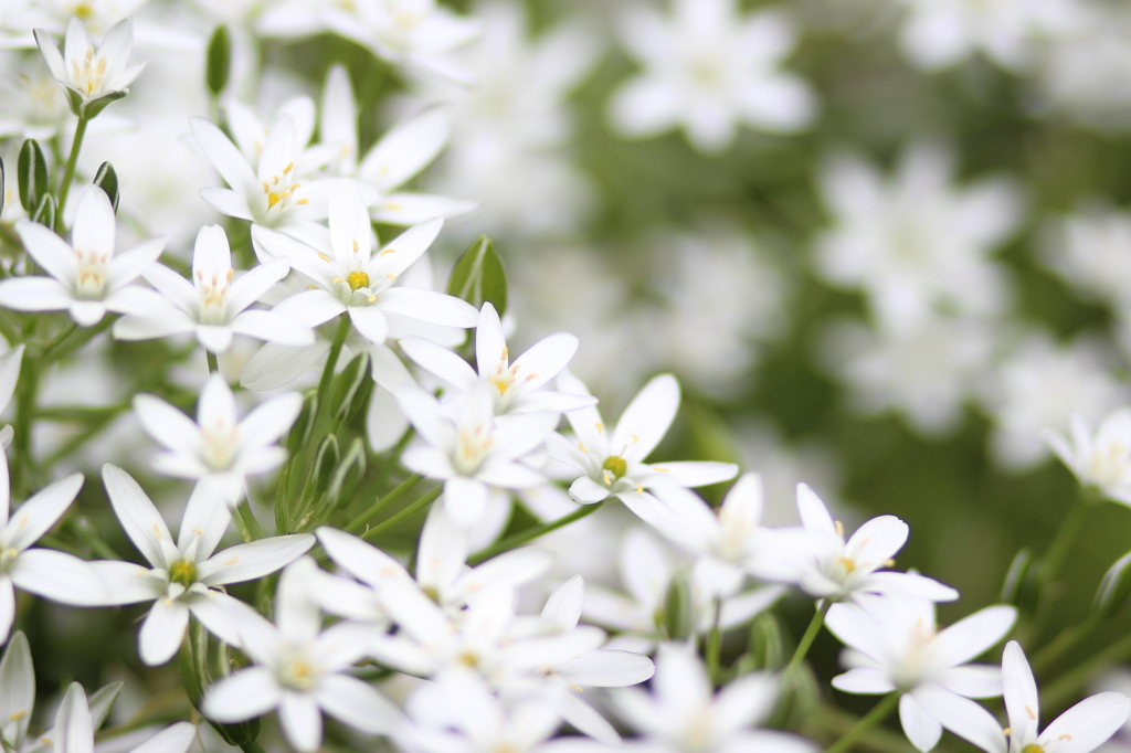 星の花