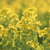 yellow paradise