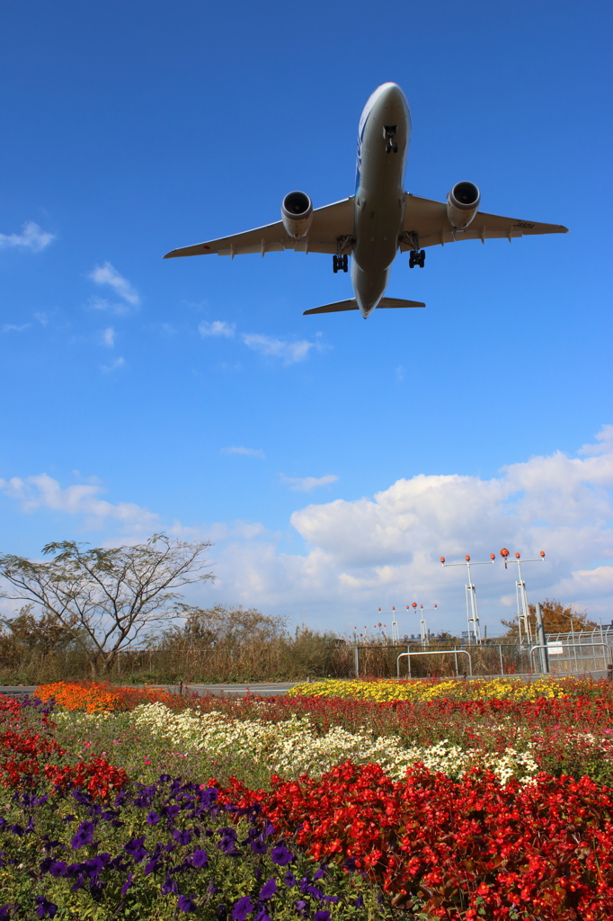 秋の花畑とB787