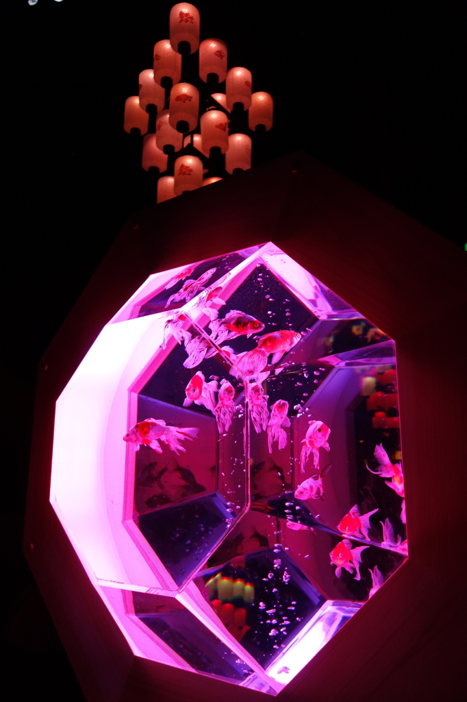 アートアクアリウム展 2013
