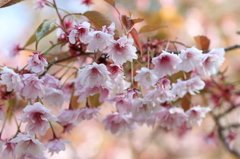 八重桜