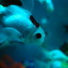 アートアクアリウム展～名古屋・金魚の雅～