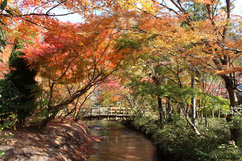 金鱗湖の紅葉