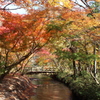 金鱗湖の紅葉