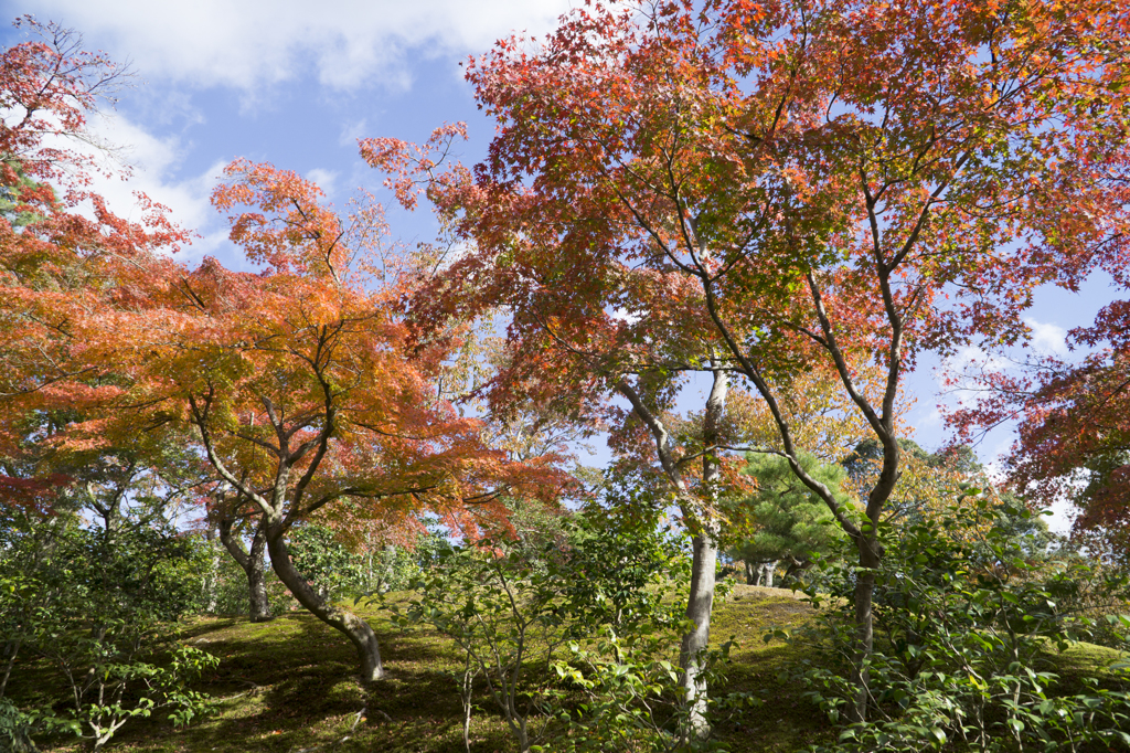 金閣寺の紅葉