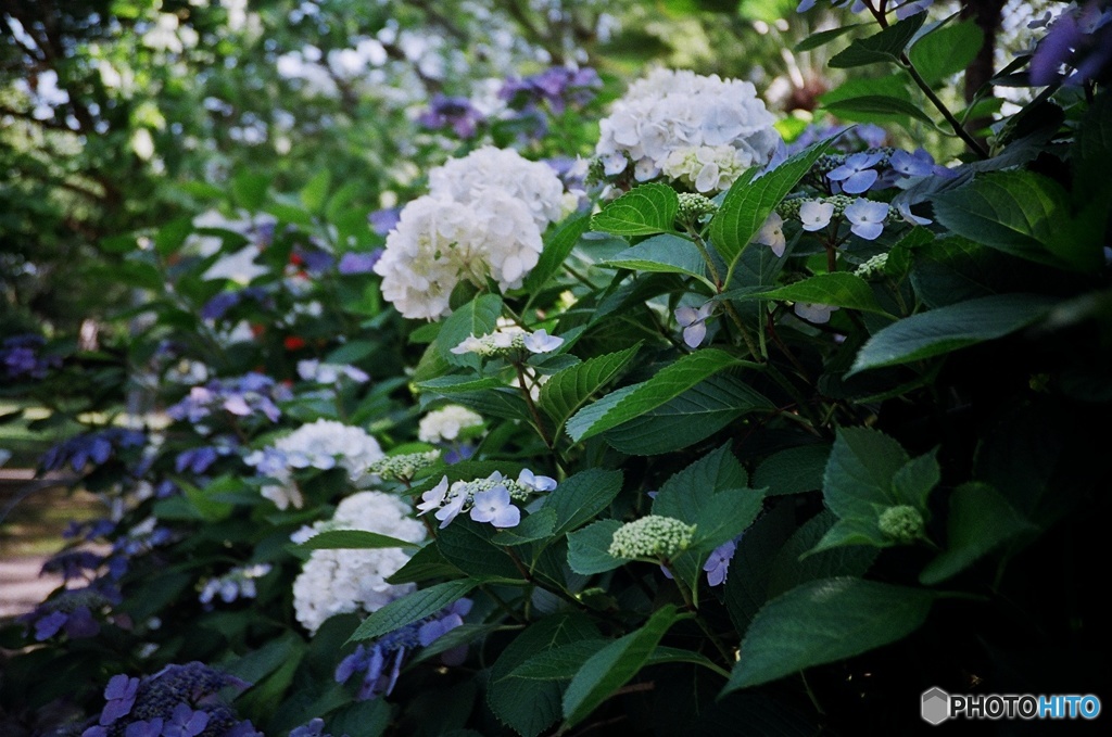 紫陽花