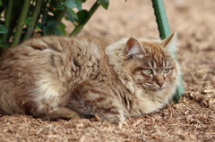 野良猫スナップ